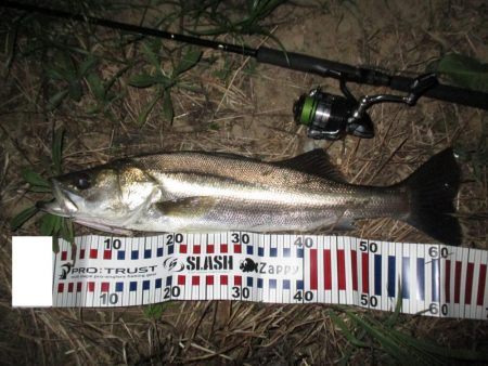 涼しくなったので久々のシーバス